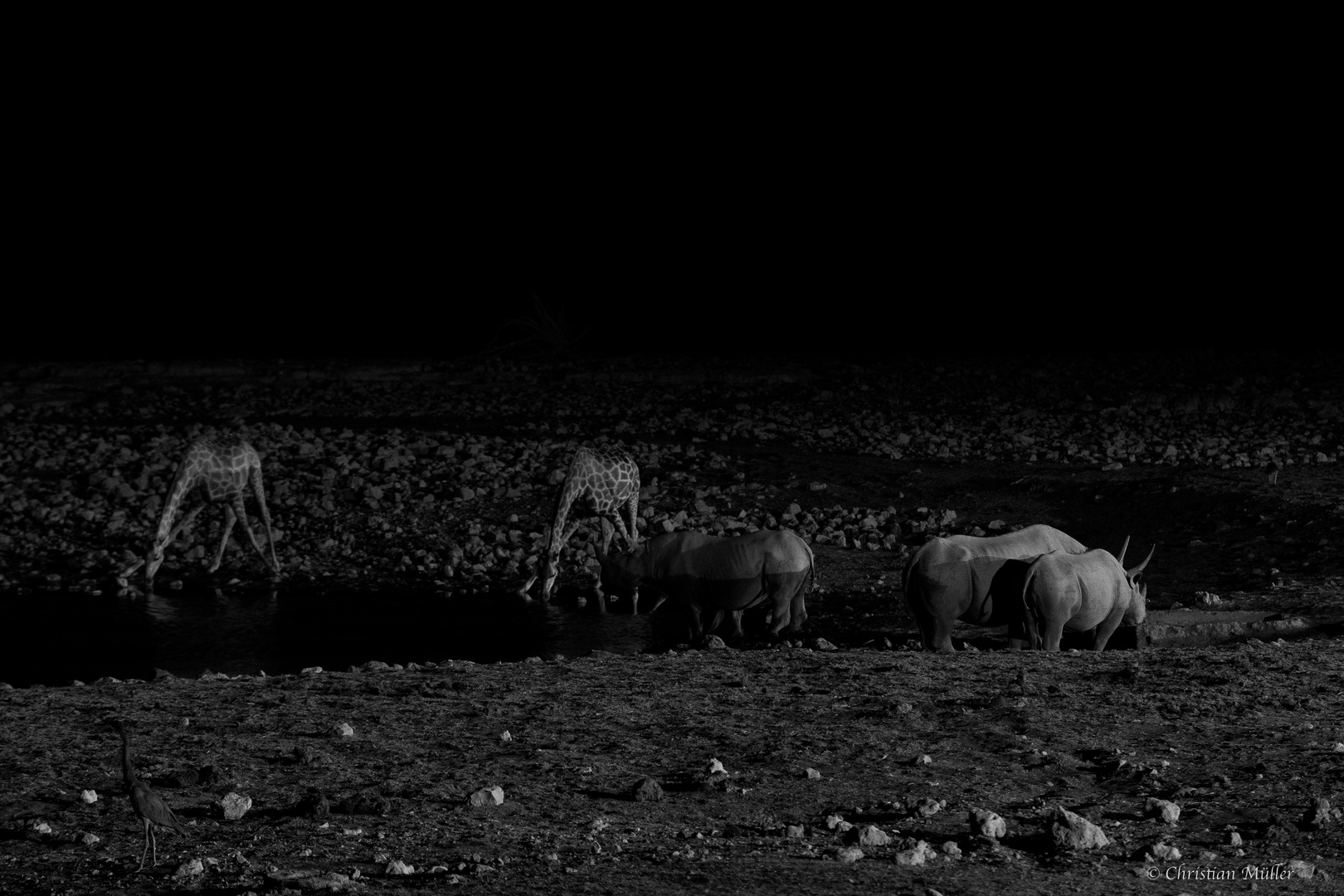 Giraffen und Nashörner nachts am Wasserloch, Etosha, Okaukuejo