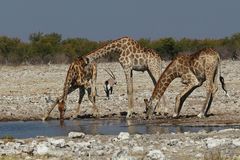 Giraffen und Oryx an einer Wasserstelle im Etosha Nationalpark