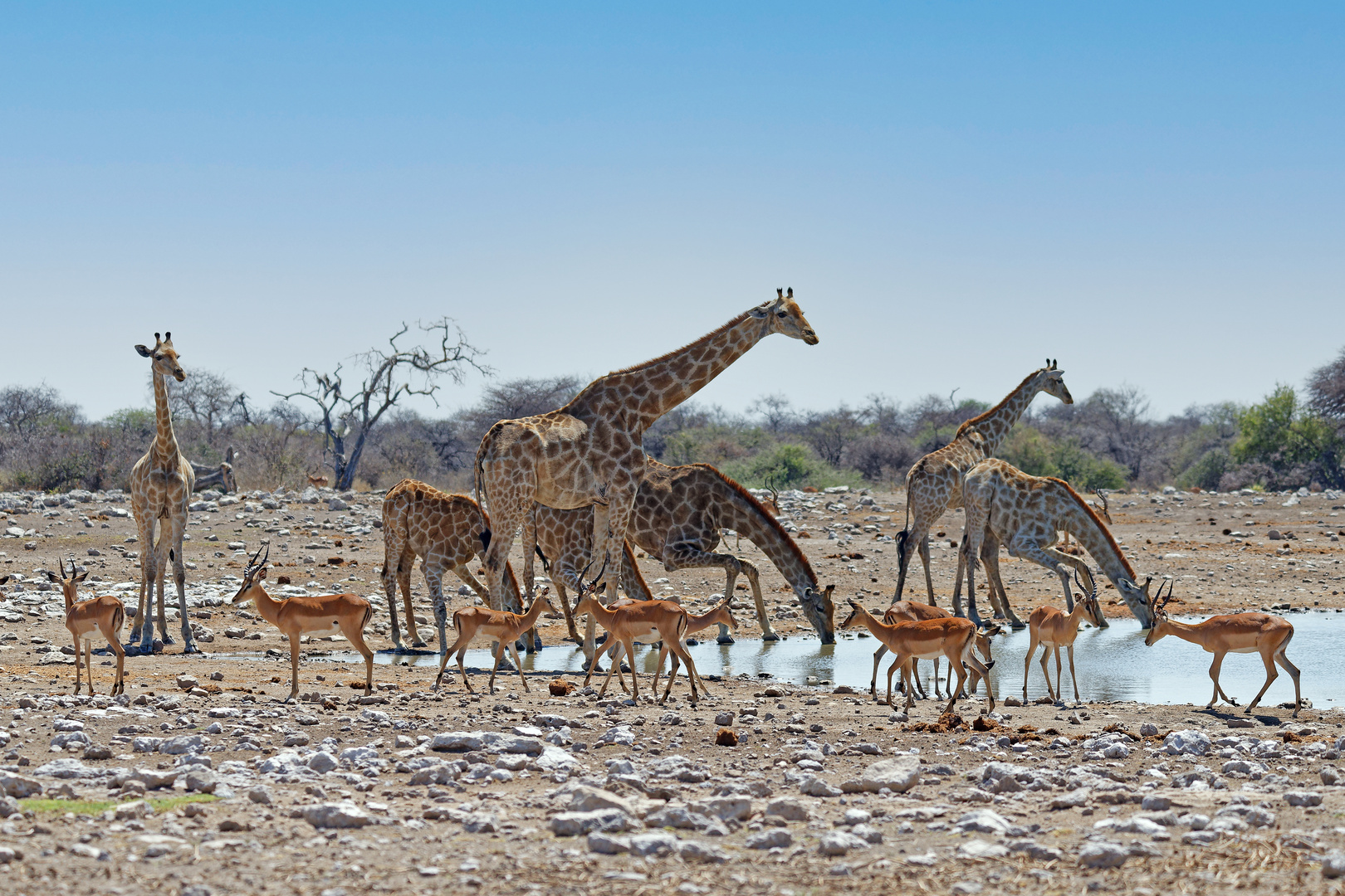 Giraffen und Schwarznasen-Impalas