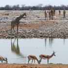 Giraffen und Springböcke