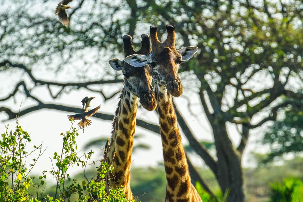 Giraffen und Vögel