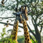Giraffen und Vögel