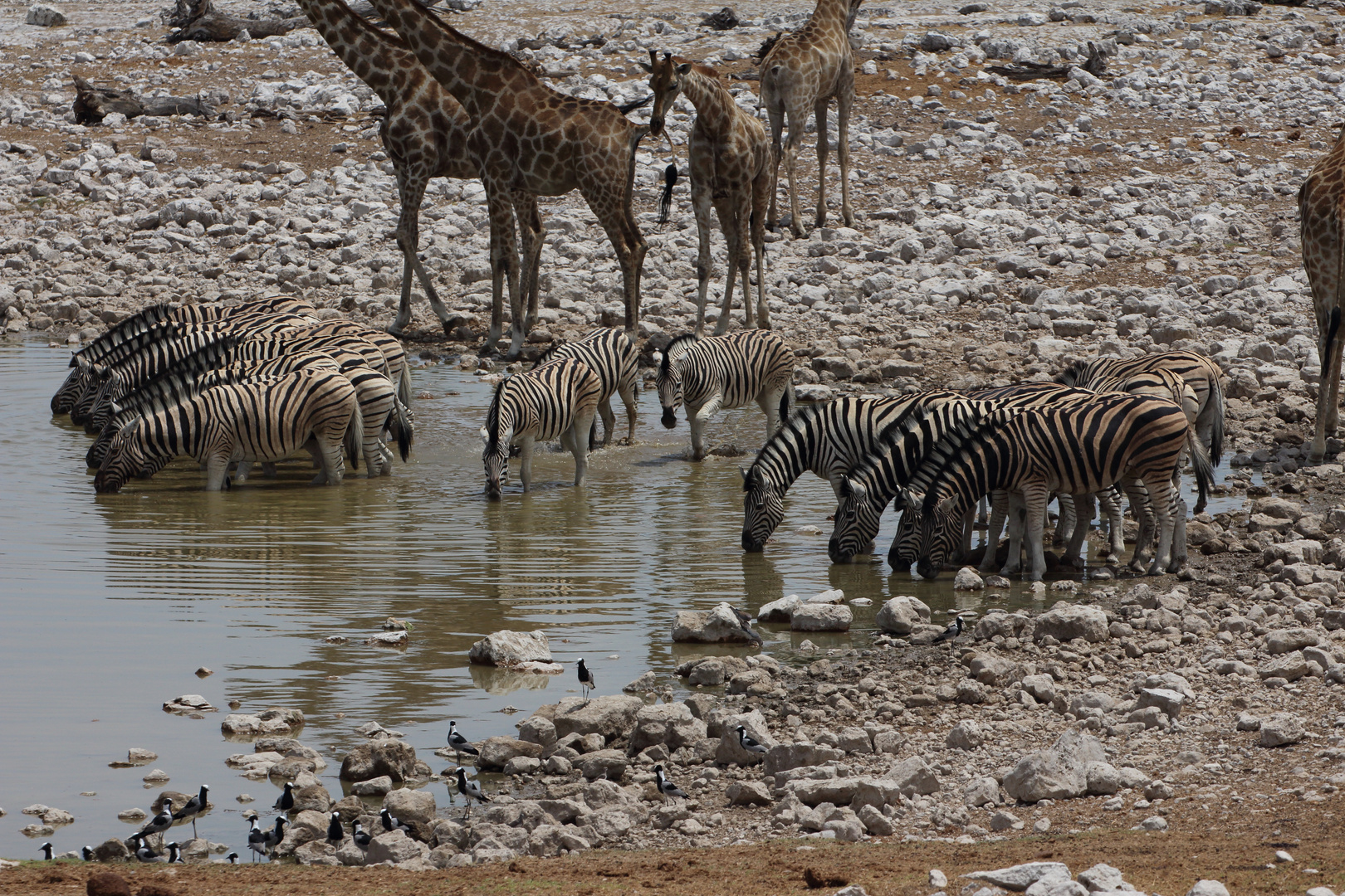 Giraffen und Zebras an der Tränke