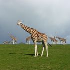 Giraffen und Zebras