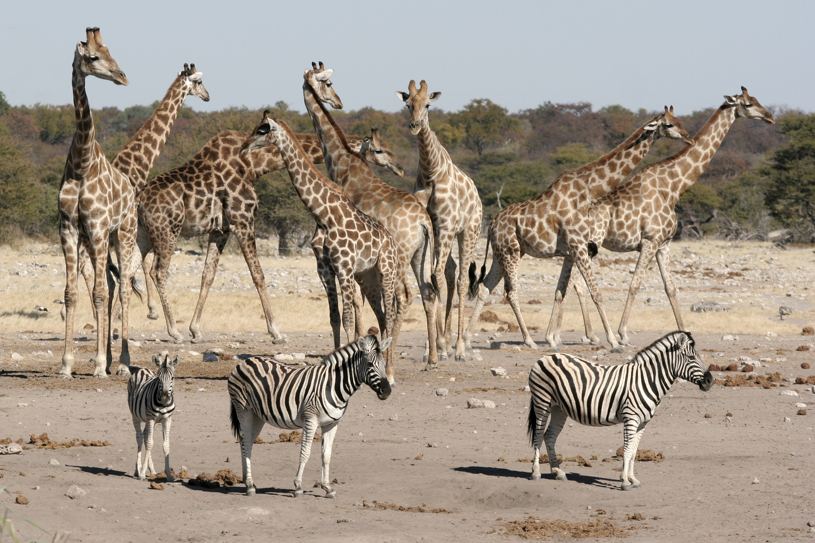 Giraffen und Zebras in Etoscha, Namibia