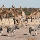 Giraffen und Zebras in Etoscha, Namibia