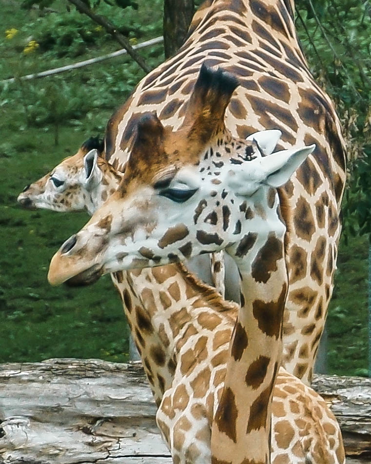 Giraffen unter sich
