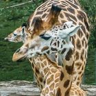 Giraffen unter sich