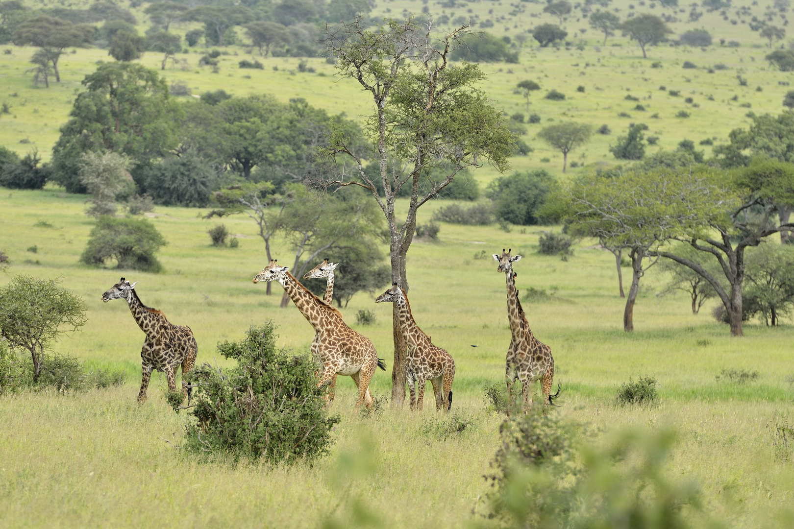 Giraffen unterwegs