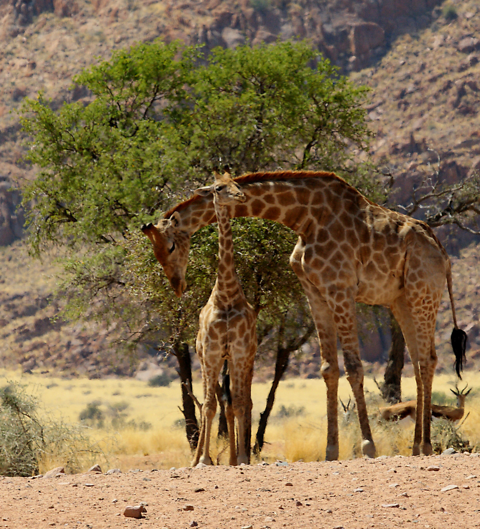 Giraffen - Vater und Sohn - auf Wolwedans