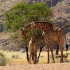 Giraffen - Vater und Sohn - auf Wolwedans