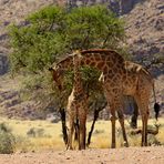 Giraffen - Vater und Sohn - auf Wolwedans
