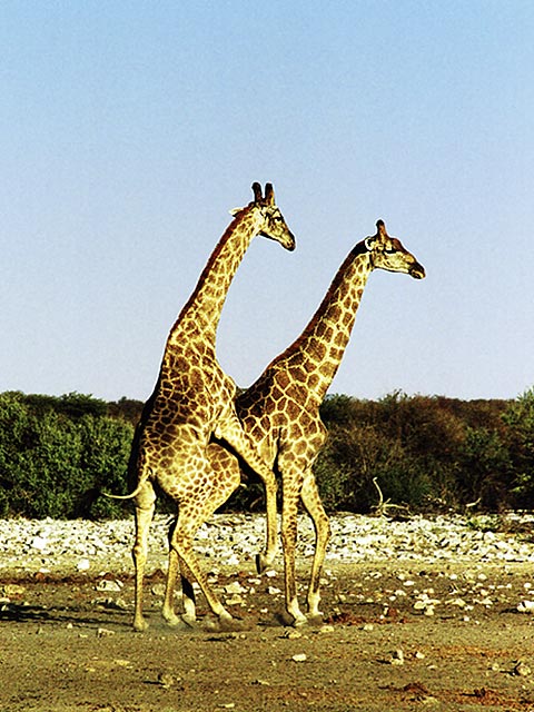 Giraffen Verkehr, Etosha Pfanne