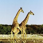 Giraffen Verkehr, Etosha Pfanne