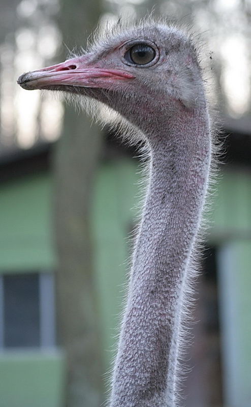 Giraffen-Vogel