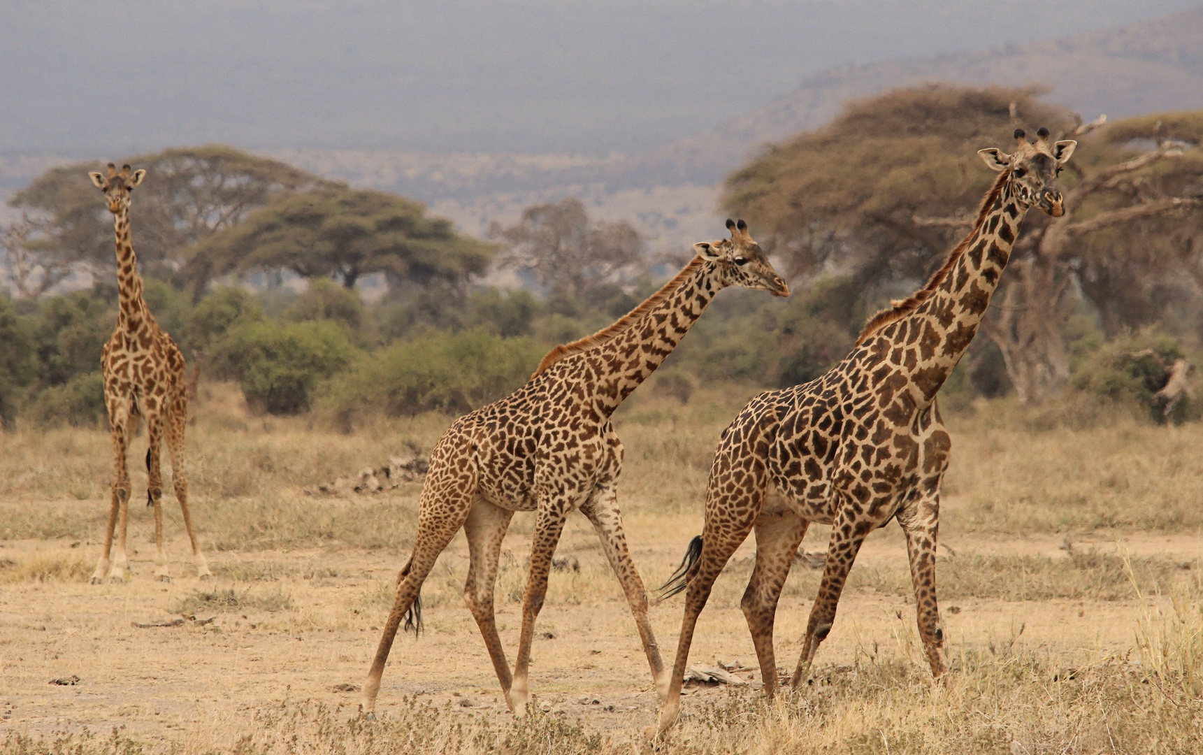 Giraffen vom Amboseli