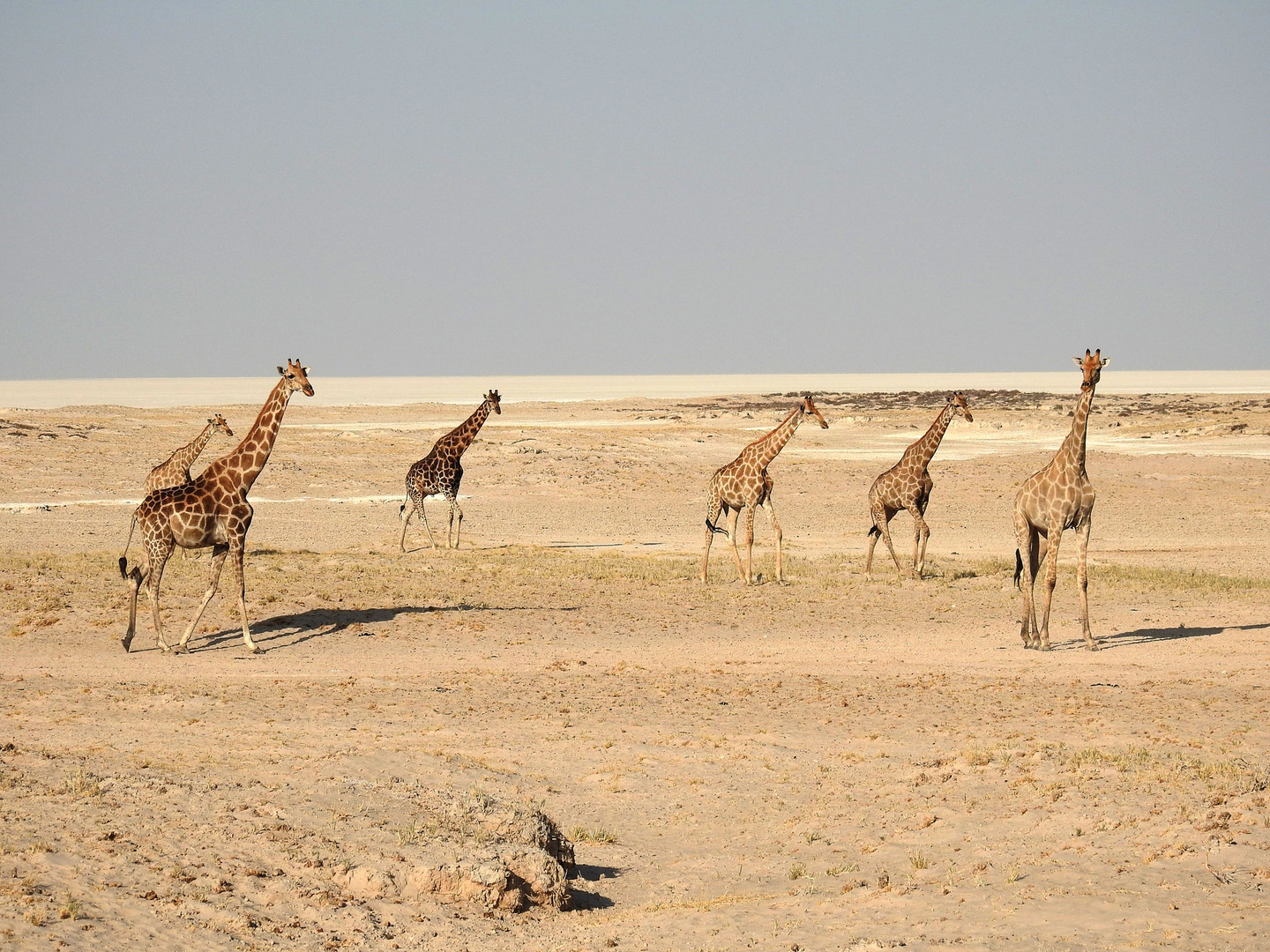 Giraffen vor der Etosha-Salzpfanne.