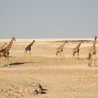 Giraffen vor der Etosha-Salzpfanne.