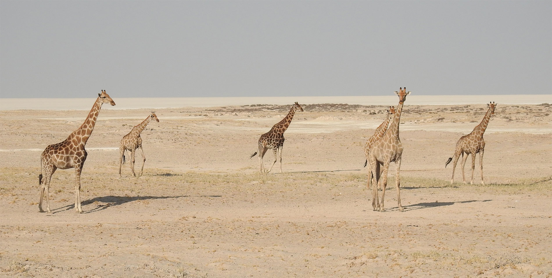 Giraffen vor der weiten kahlen Etoshapfanne