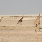 Giraffen vor der weiten kahlen Etoshapfanne