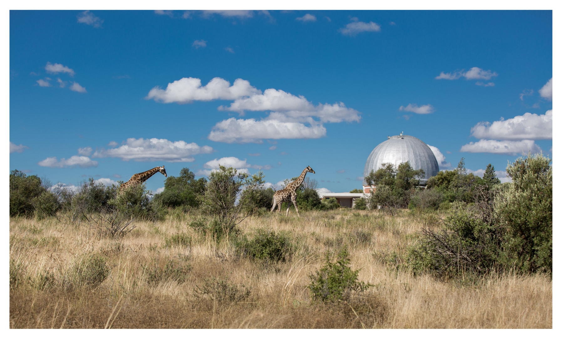 Giraffen vor Observatorium