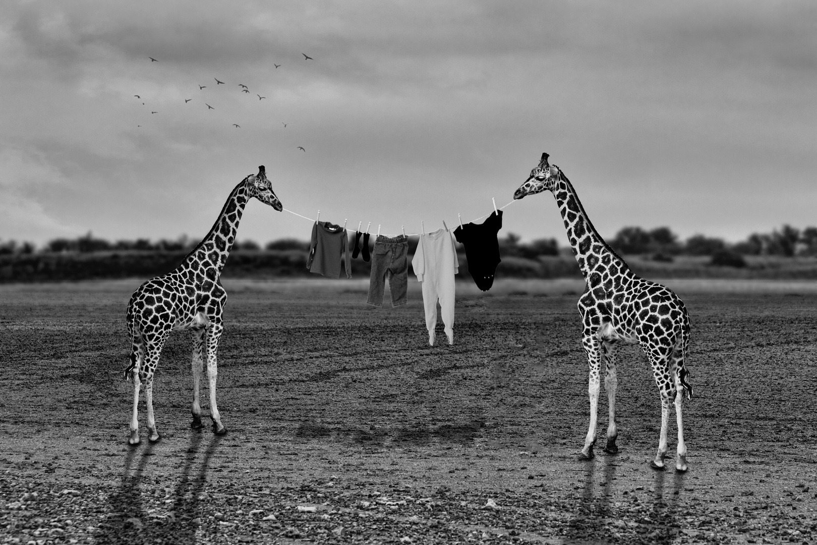 giraffen-wäsche-sw