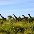Giraffen-Wanderung