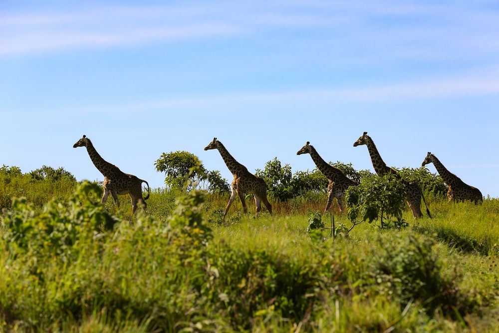 Giraffen-Wanderung