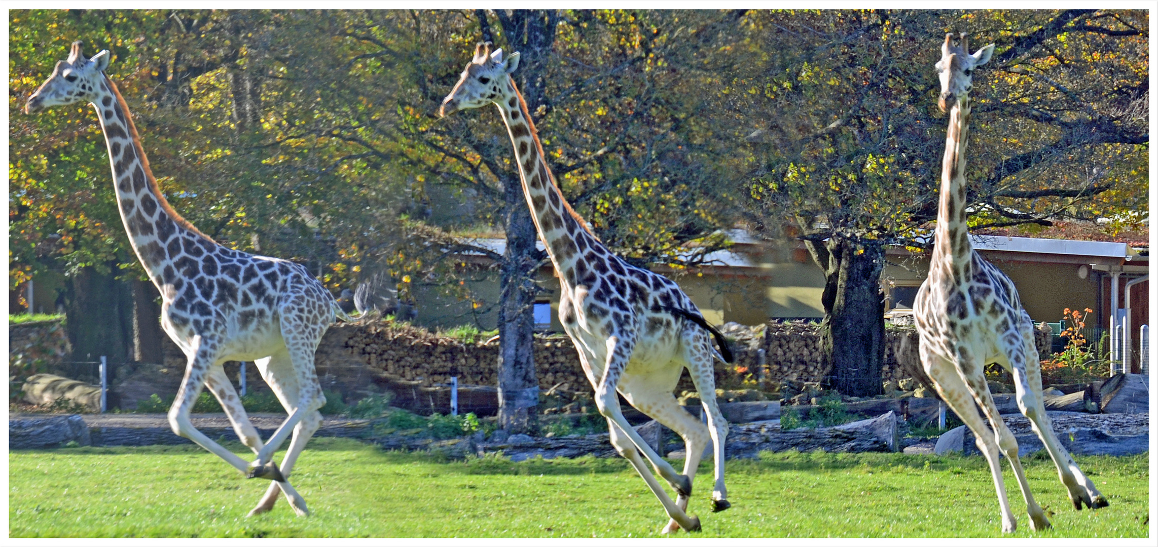 Giraffen-Wettrennen