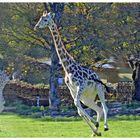 Giraffen-Wettrennen