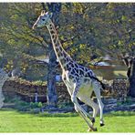 Giraffen-Wettrennen