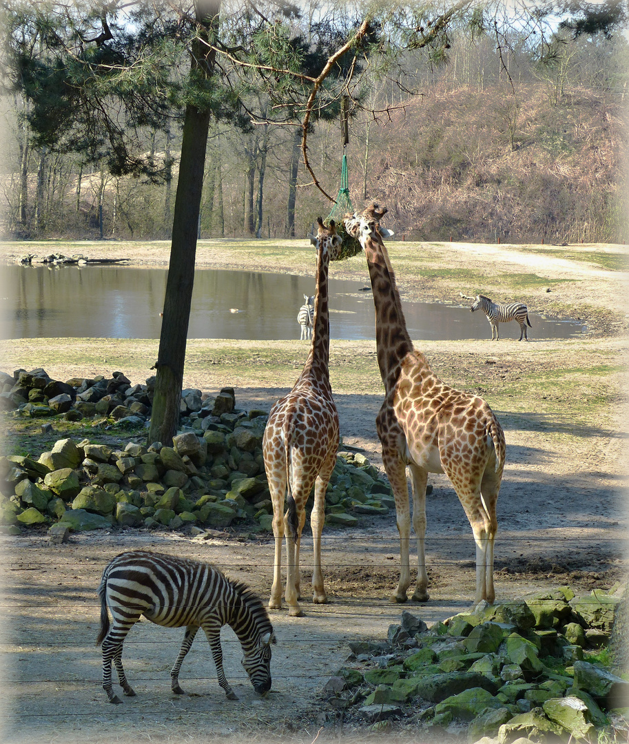 Giraffen & Zebras