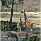 Giraffen & Zebras