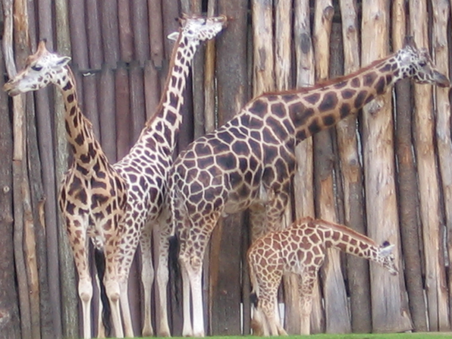 Giraffen Zoo Leipzig