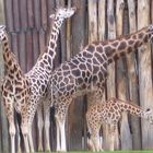 Giraffen Zoo Leipzig