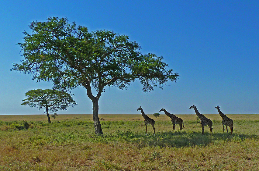 Giraffen ...  zu Hause ...