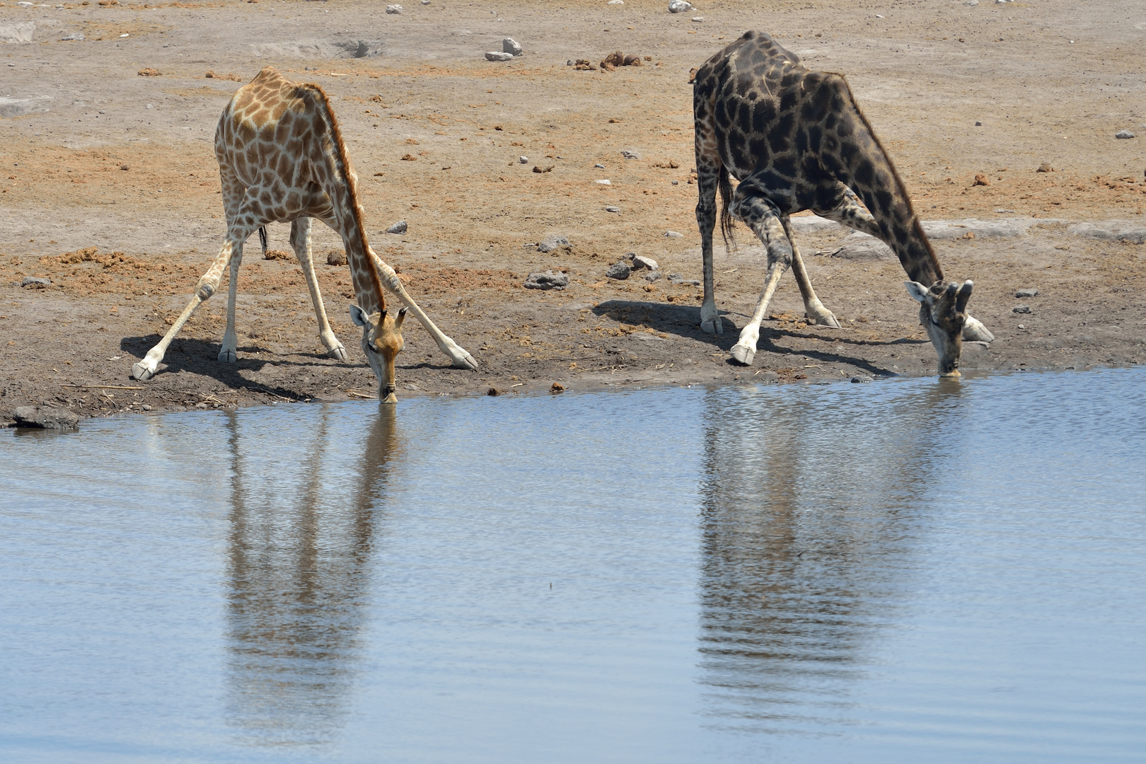 Giraffen: zwei Trinktechniken