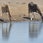 Giraffen: zwei Trinktechniken