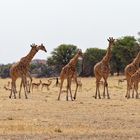 Giraffen_1