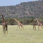 Giraffen_1