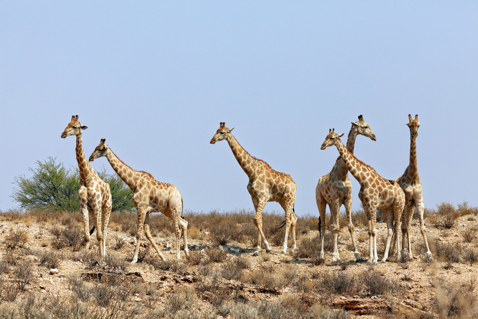 Giraffen_1