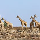 Giraffen_1