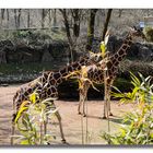 Giraffen1