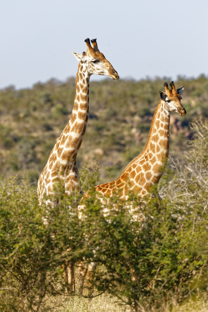 Giraffen_10