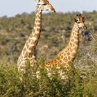 Giraffen_10