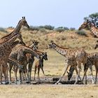 Giraffen_2