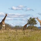 Giraffen_5