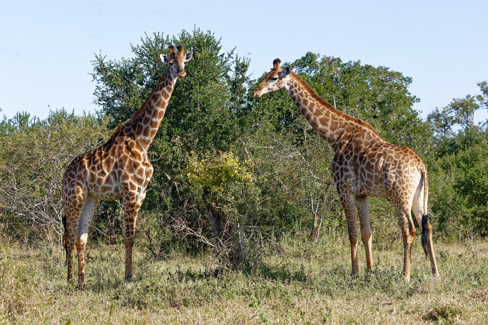 Giraffen_7