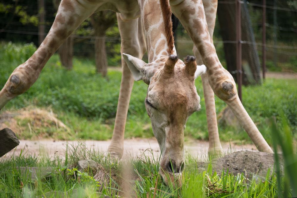 Giraffenakrobatik