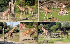 Giraffenanlage